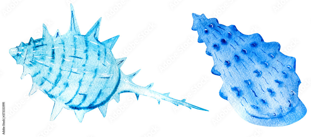 Two hand drawn watercolor seashells isolated on white background ...