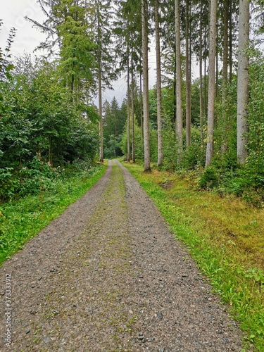 beautiful forest path in the rainy forest. high quality photo!