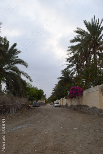street landscape photo natural view clouds, dates tree plants grass city life, building blue sky nature palm date scenery outside wallpaper background