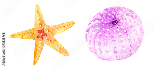 Watercolor orange starfish seashells hand drawn isolated on white background. Marine clipart