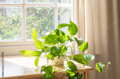 Indoor Devils Ivy houseplant next to a window in a beautifully designed home interior.