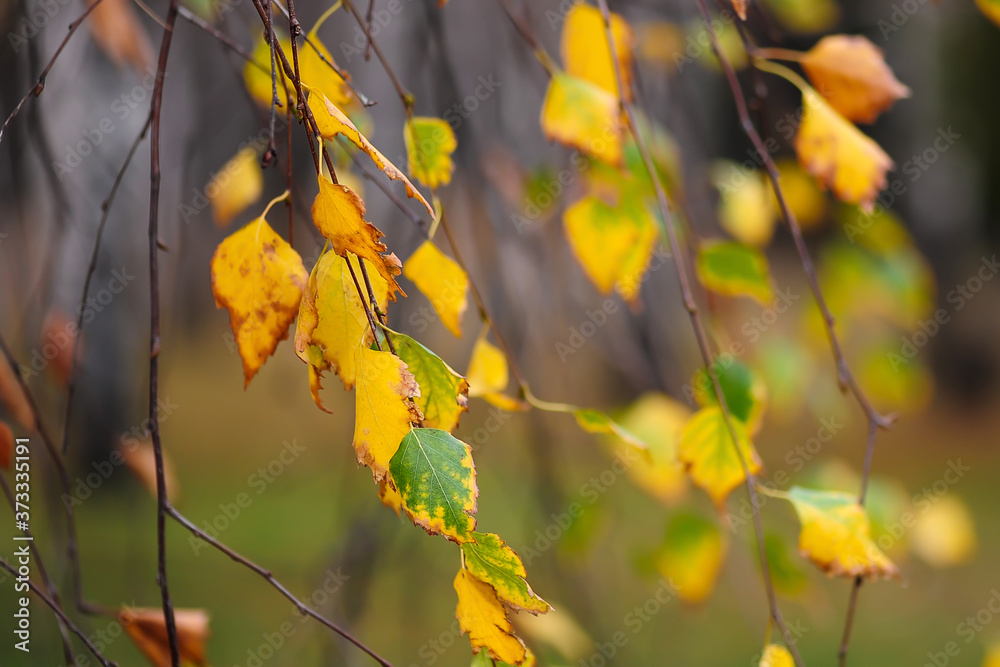 Obraz premium Birch branches with yellow leaves in autumn. Dry autumnal leaves , golden birch tree foliage, bright yellow sunshine, autumn park, seasons change, fall nature