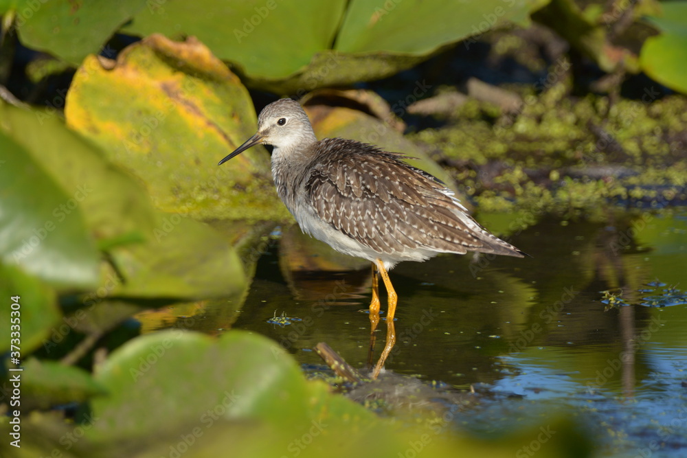 Fototapeta premium Greater Yellow Legs