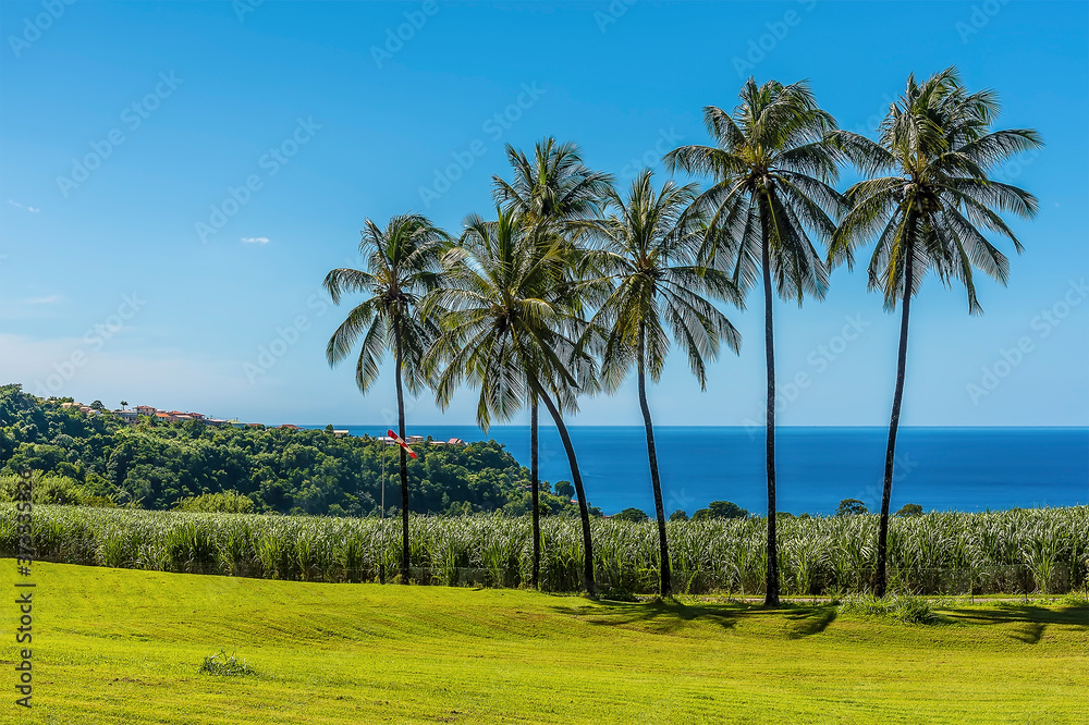 A view out to sea from the foothills of the volcano, Mount Pelee in Martinique