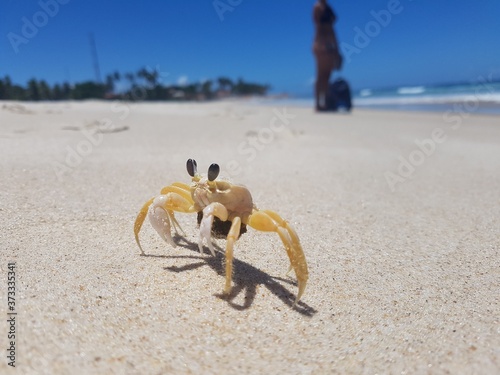 Картината върху платно crab on the beach