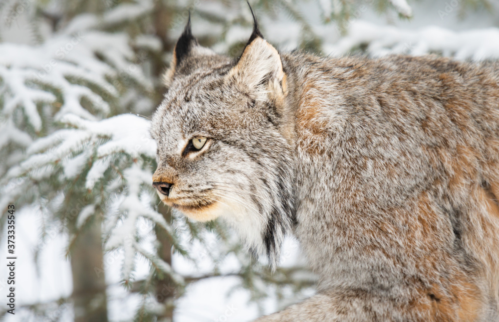 Fototapeta premium Canadian lynx in the wild