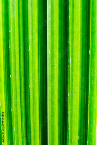 Close-up texture of a date palm leaf. background.