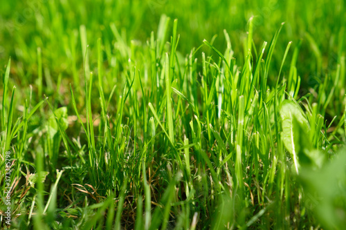 Nature background: green luscious grass.