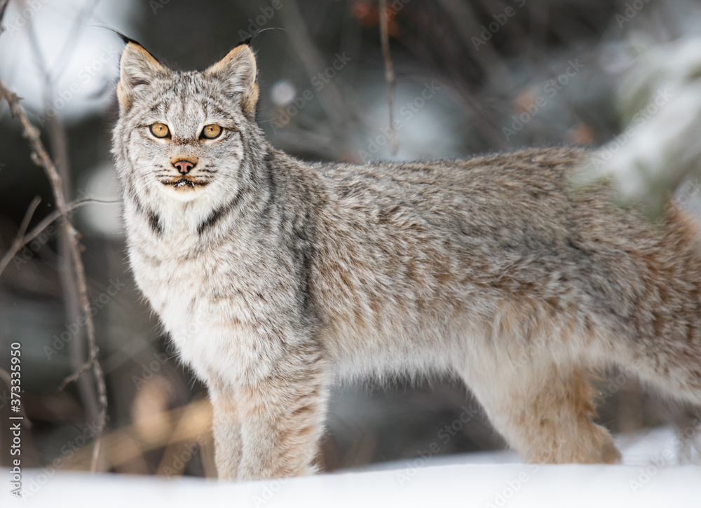 Obraz premium Ryś kanadyjski na wolności