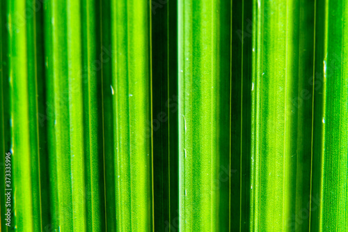 Close-up texture of a date palm leaf. Deep furrows on the green leaf of the tree. Background.