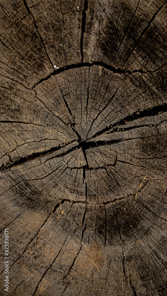 Fototapeta premium old wood texture