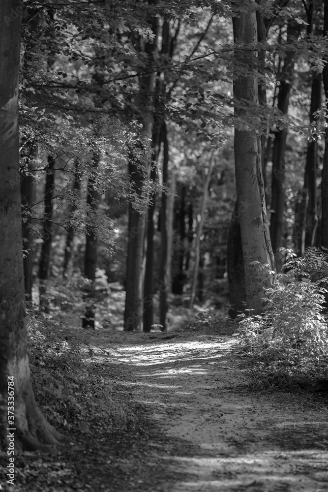 Fototapeta premium forest peace, forest - in the heart of nature, forest paths of life in accordance with nature