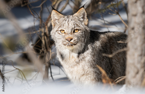 Photography Canadian lynx in the wild