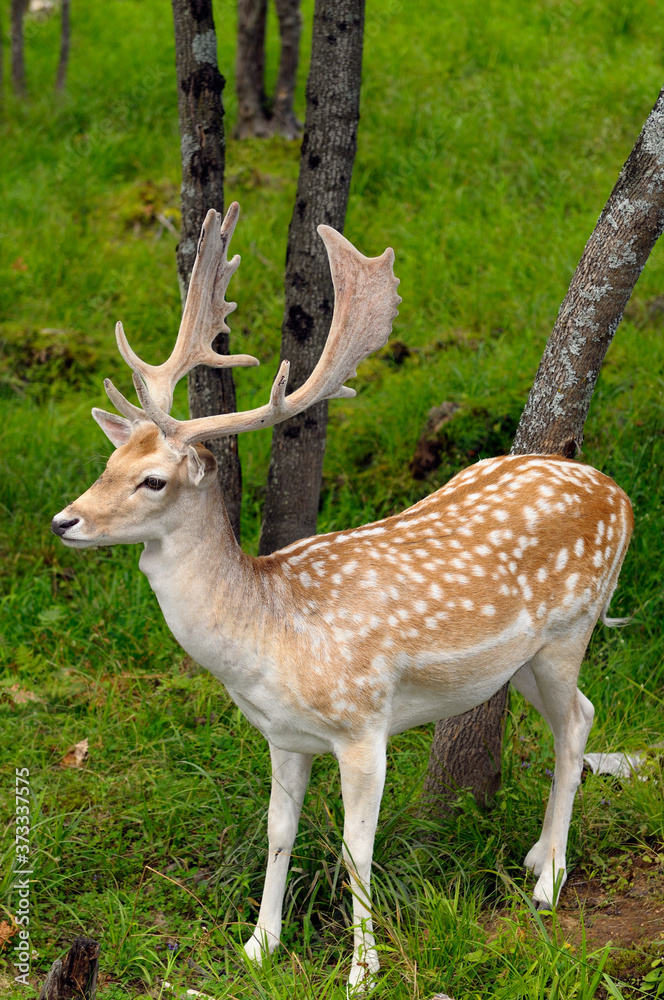 Fallow Deer buck with growing antlers in an open forest at a Quebec nature preserve
