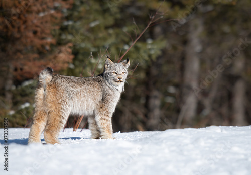Canvas Print Canadian lynx in the wild