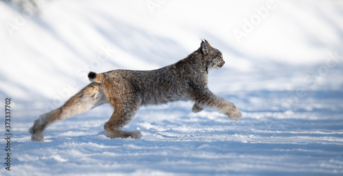 Photography Canadian lynx in the wild