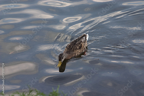 a duck swims in the calm water of a pond