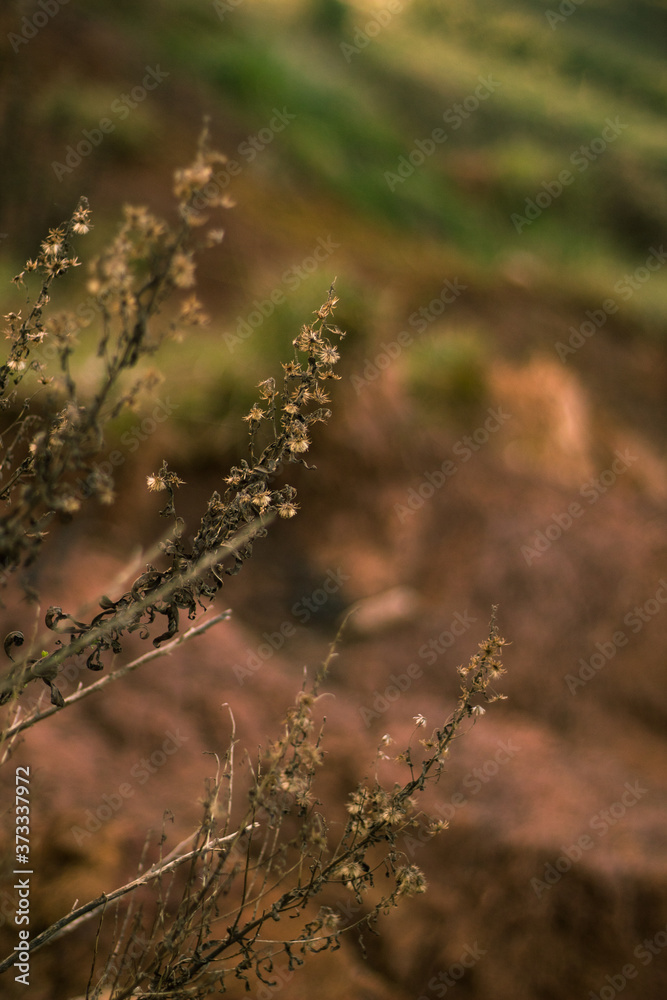 Fototapeta premium Natural autumn flower warm pink