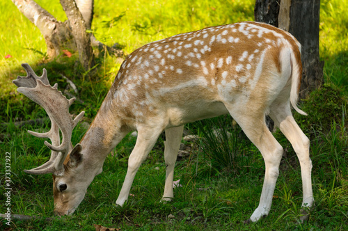 Fallow deer buck grazing in the shade at Park Omega Quebec