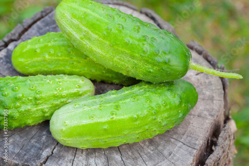 Cucumbers on an old tree stump closeup on background