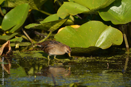 Принти на полотні Sora bird walking through wetlands