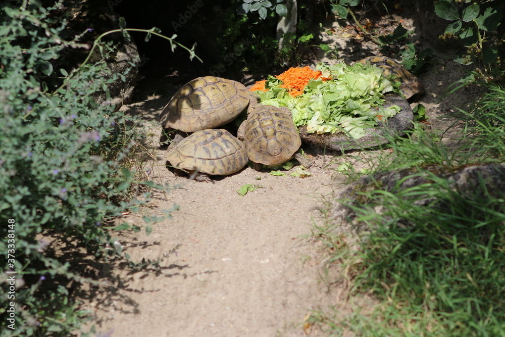 turtle on the ground turtle on the ground