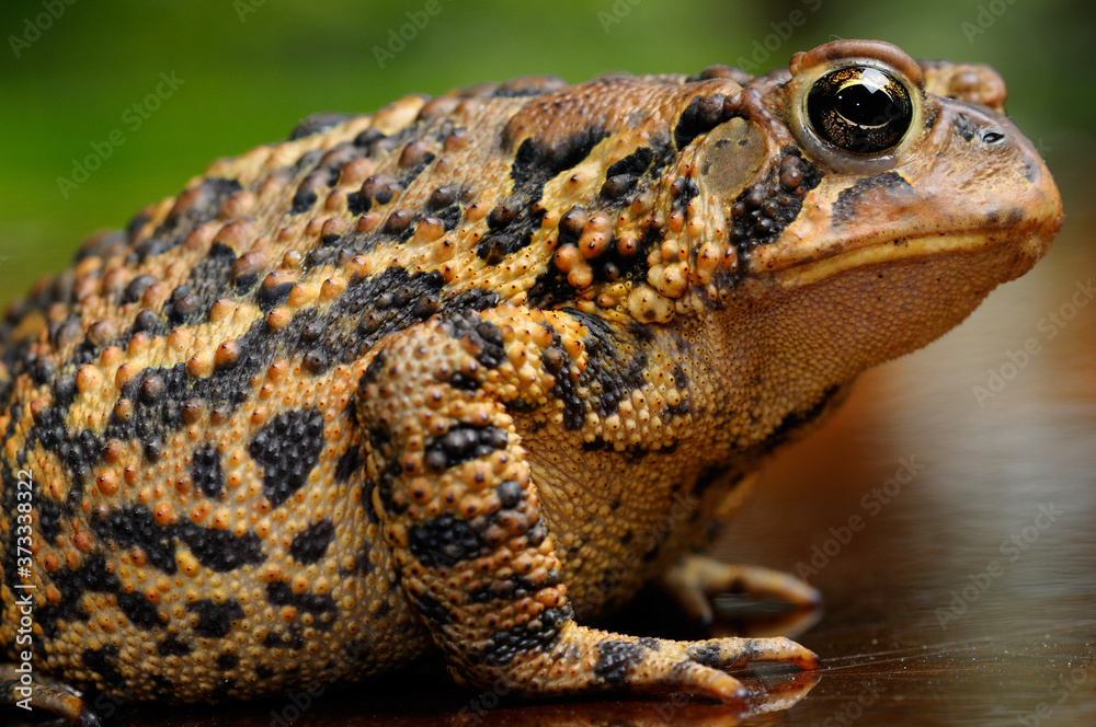 Naklejka premium Side view of an Eastern American Toad