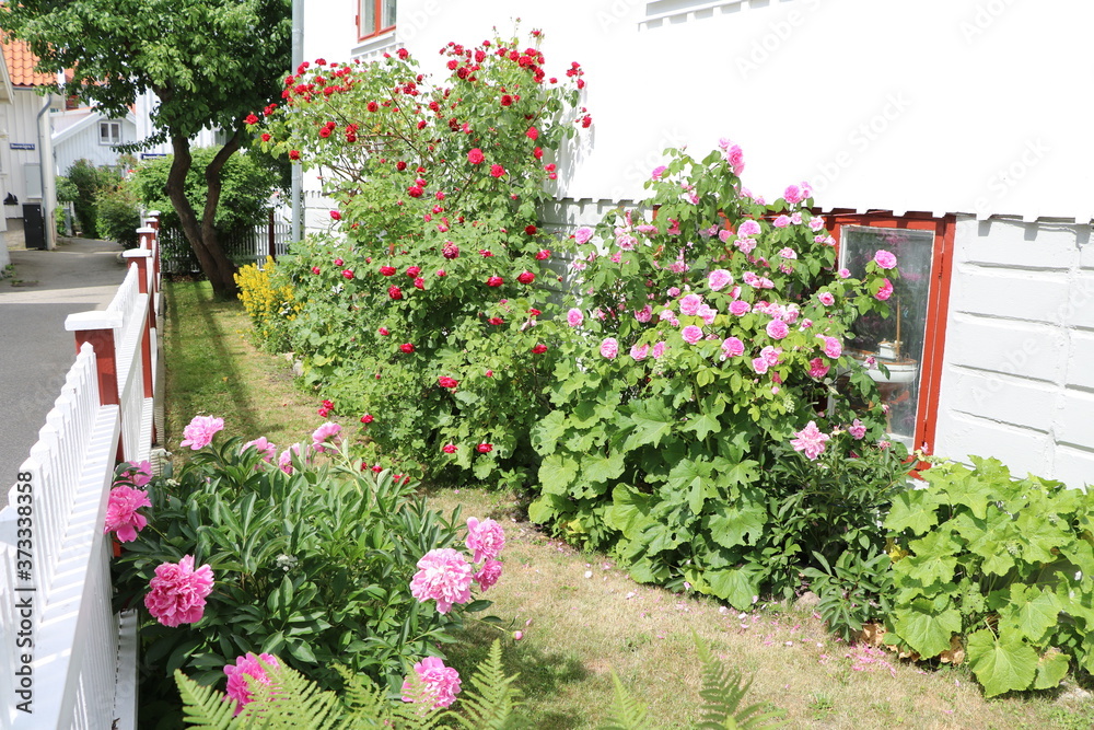 Summer flowers in the garden, Sweden