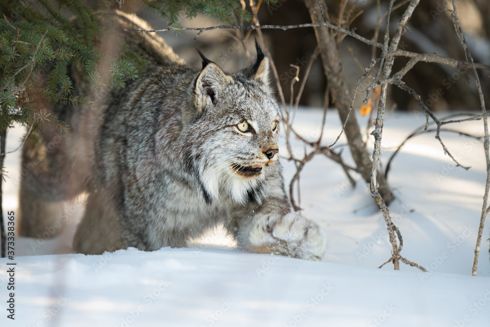 Naklejka premium Ryś kanadyjski na wolności