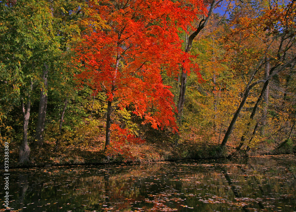 Autumn Fall Colors Water Trees