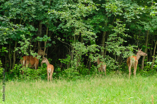 Family of deer grazing in a meadow with green grass. Deer eating in the forest. Wildlife concept 