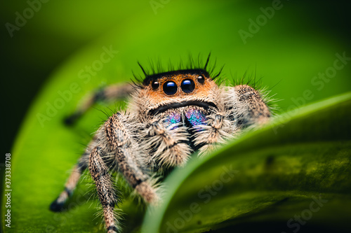 Female jumping spider (Phidippus regius) crawling on green. Macro, big eyes, sharp details. Beautiful big eyes and big fangs.