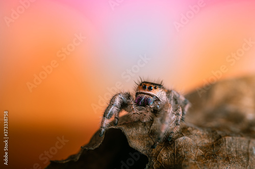 A female jumping spider (Phidippus regius) crawling on a dry leaf. Autumn warm colors, macro, sharp details. Beautiful huge eyes are looking at the camera. © Jan Rozehnal