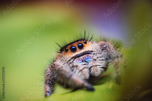 Female jumping spider (Phidippus regius) crawling on a green leaf. Autumn warm colors, macro, sharp details. Beautiful huge eyes are looking at the camera.