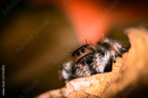 A female jumping spider (Phidippus regius) crawling on a dry leaf. Autumn warm colors, macro, sharp details. Beautiful huge eyes are looking at the camera.