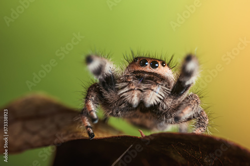 A female jumping spider (Phidippus regius) crawling on a dry leaf. Autumn warm colors, macro, sharp details. Beautiful huge eyes are looking at the camera.