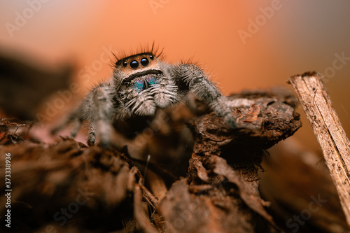A female jumping spider (Phidippus regius) crawling on a dry stick. Autumn warm colors, macro, sharp details. Beautiful huge eyes are looking at the camera.