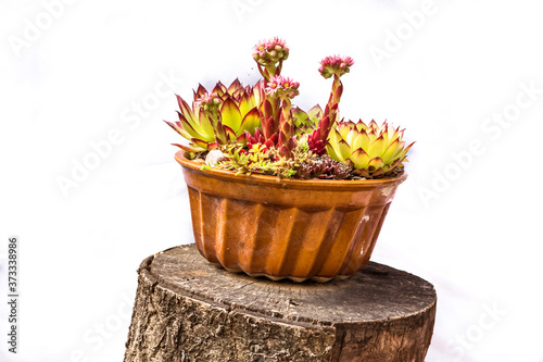 isolated succulent arranged in flowerpot