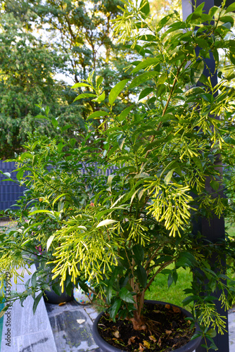 Nachtjasmin  Cestrum nocturnum 