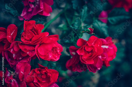 romantic red roses with green leaves