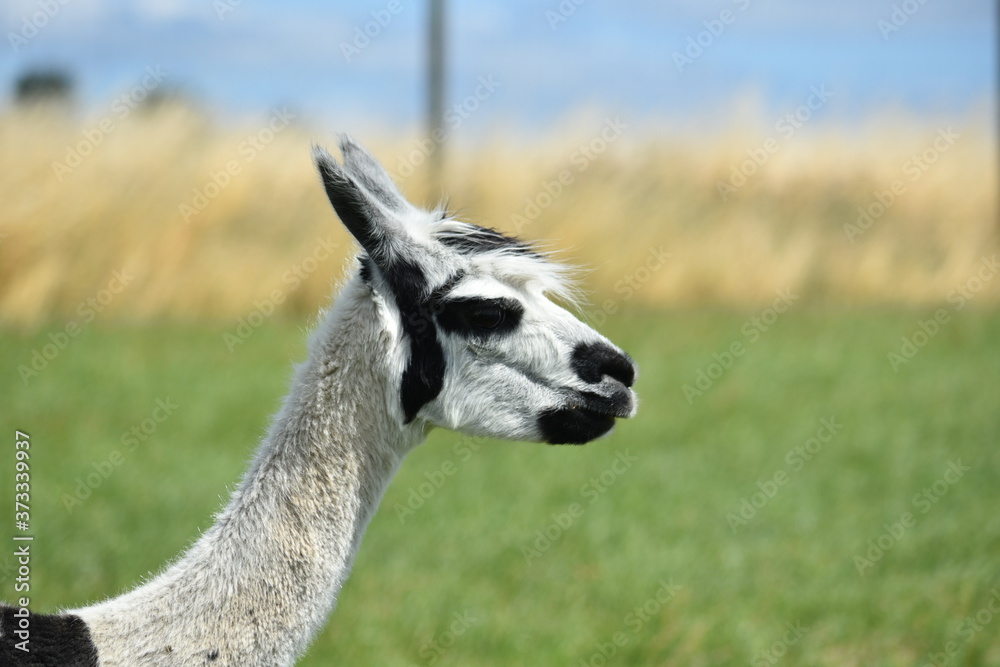 Obraz premium alpaka w zoo