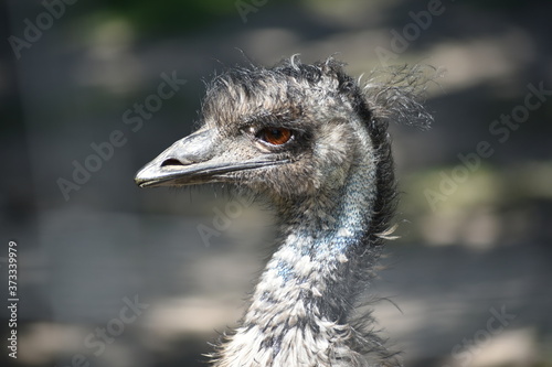 close of an emu