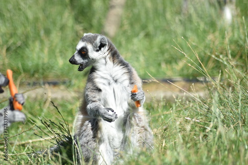 eating lemur