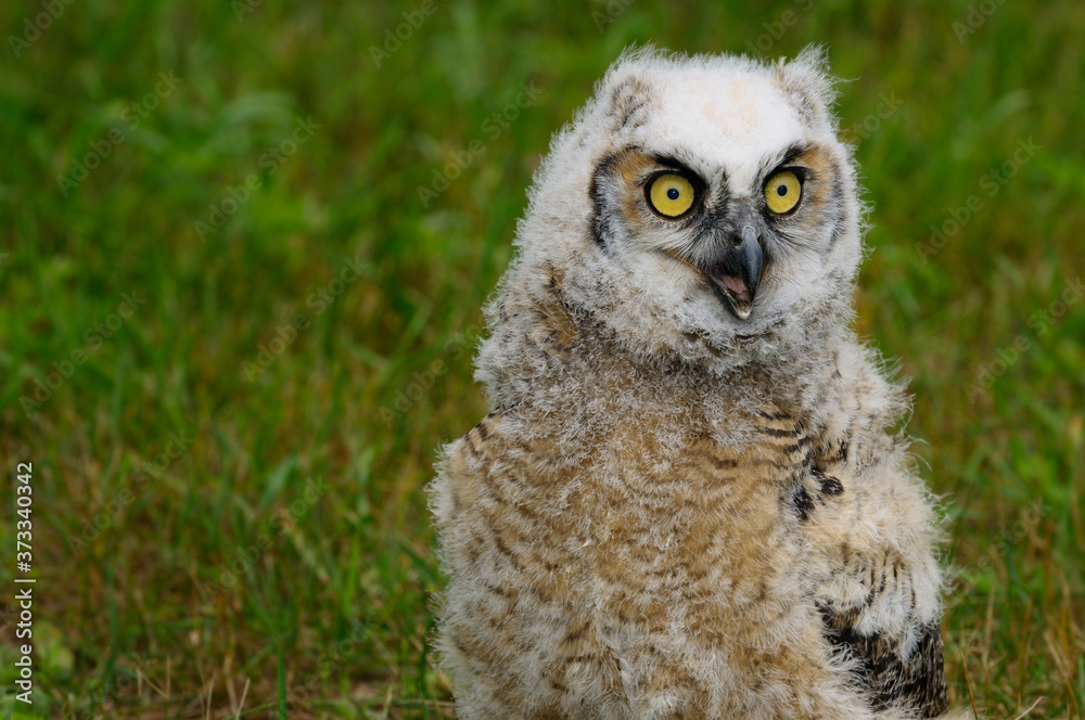Wide eyed Great Horned Owl chick screeching on the ground Wide eyed Great Horned Owl chick screeching on the ground