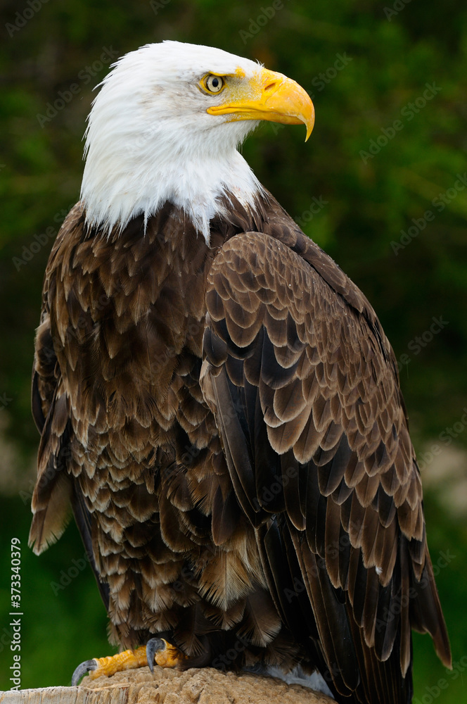 Threatened and threatening Bald Eagle standing on a stump in the rain in a forest Threatened and threatening Bald Eagle standing on a stump in the rain in a forest