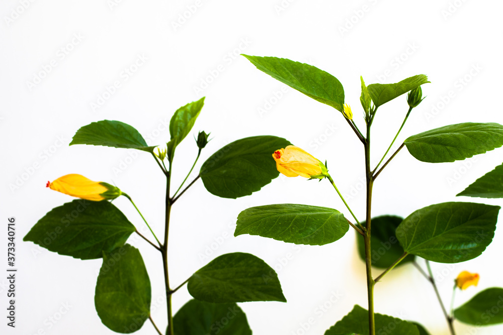 Obraz premium isolated yellow hibiscus flower buds detail