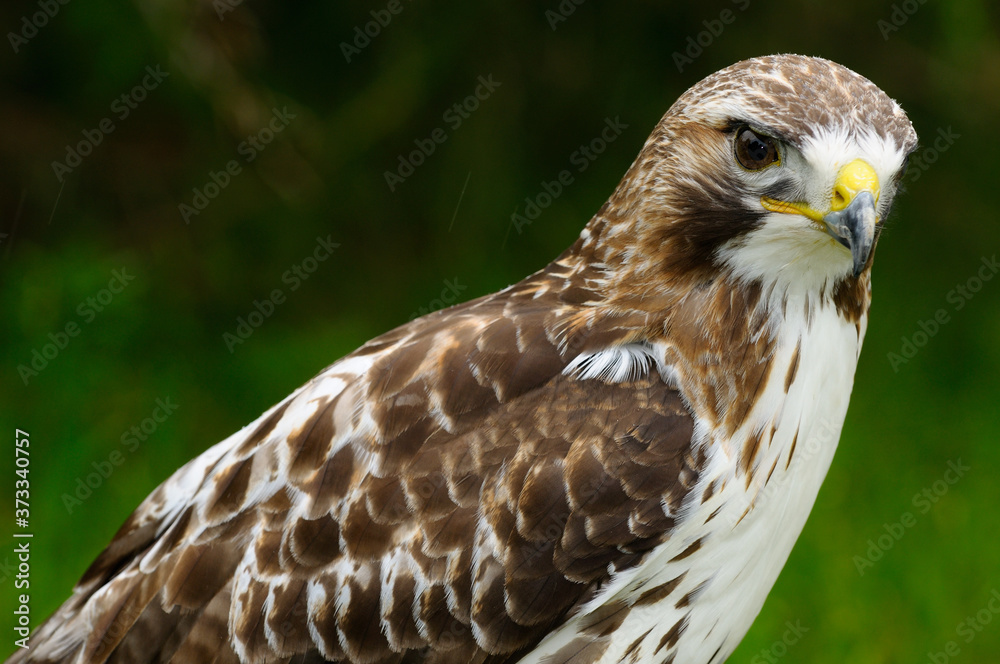 Obraz premium Close up of a Red Tailed Hawk in a forest in the rain