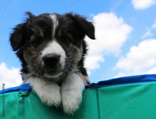 Photos Low angle closeup shot of a cute black puppy