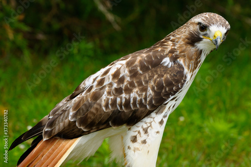 Photos Mature Red Tailed Hawk standing in a forest clearing showing red tail feathers