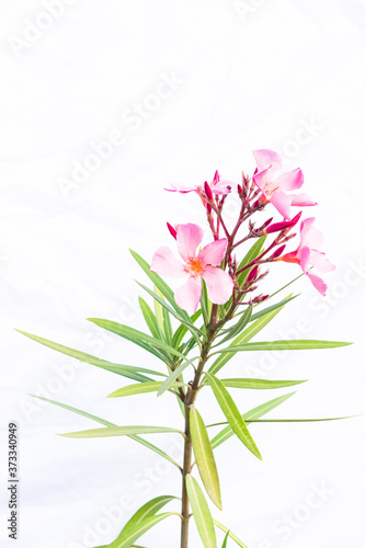 isolated pink oleander flower and green leaves